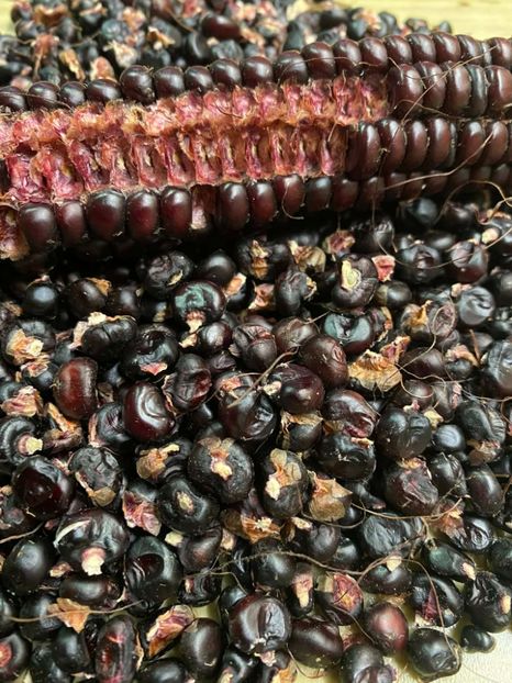  - SEMINTE PORUMB - P 07 - MORO DI BATTISTA