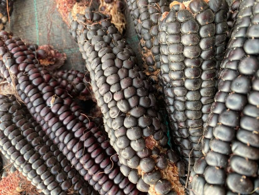  - SEMINTE PORUMB - P 07 - MORO DI BATTISTA