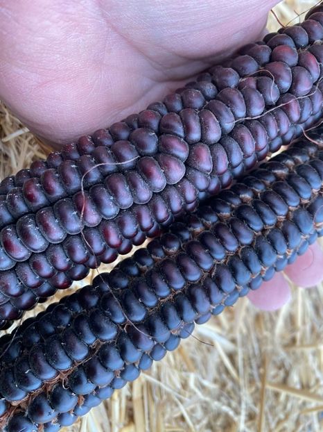  - SEMINTE PORUMB - P 07 - MORO DI BATTISTA