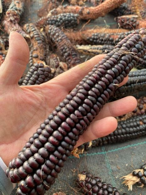  - SEMINTE PORUMB - P 07 - MORO DI BATTISTA