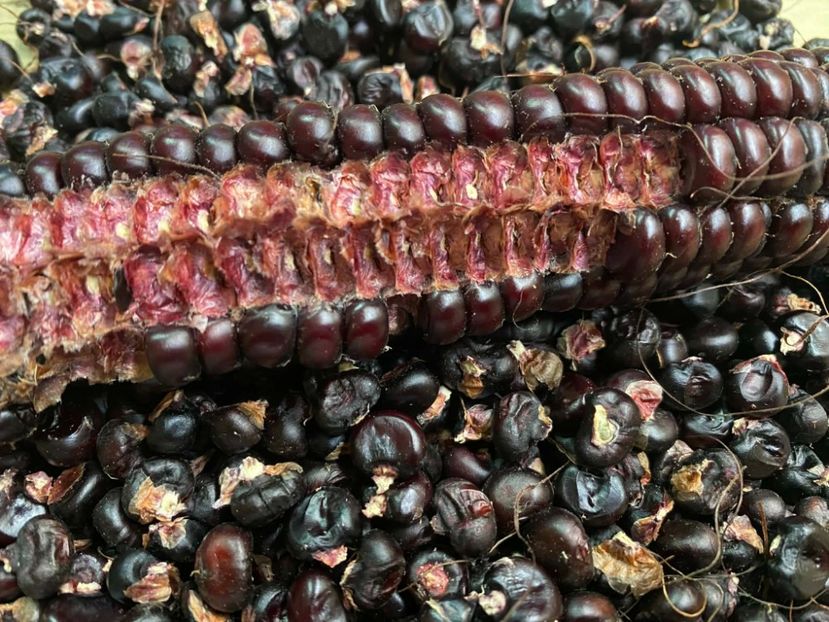  - SEMINTE PORUMB - P 07 - MORO DI BATTISTA