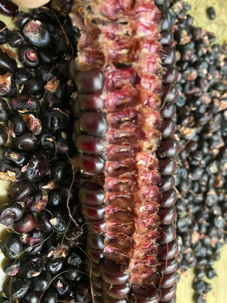  - SEMINTE PORUMB - P 07 - MORO DI BATTISTA