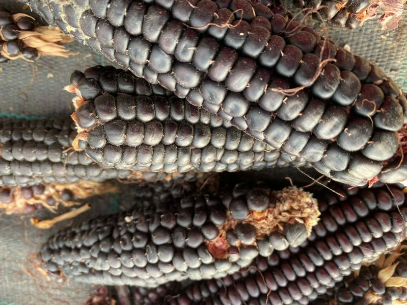  - SEMINTE PORUMB - P 07 - MORO DI BATTISTA