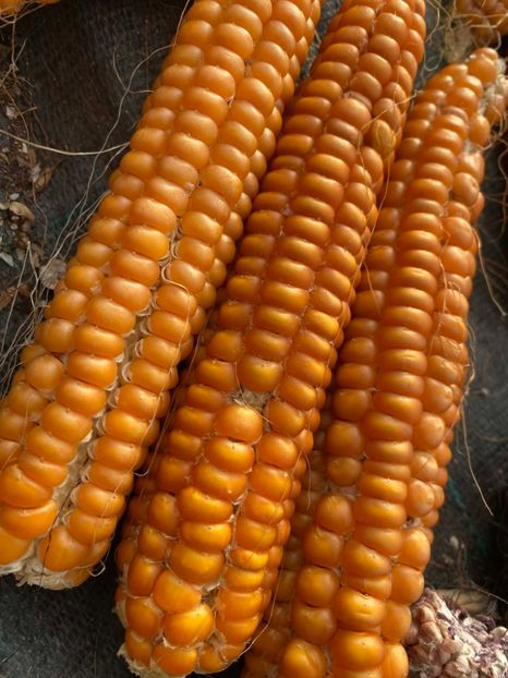  - SEMINTE PORUMB - P 09 - OTTO FILE FLINT