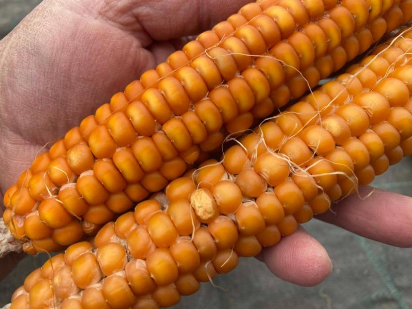  - SEMINTE PORUMB - P 09 - OTTO FILE FLINT