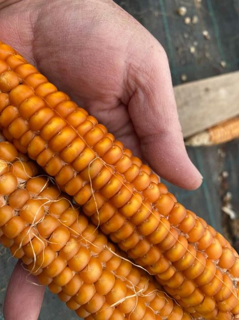  - SEMINTE PORUMB - P 09 - OTTO FILE FLINT