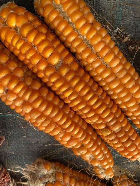  - SEMINTE PORUMB - P 09 - OTTO FILE FLINT