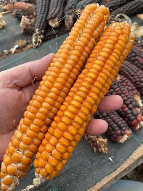  - SEMINTE PORUMB - P 09 - OTTO FILE FLINT