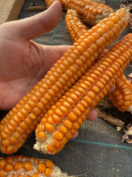  - SEMINTE PORUMB - P 09 - OTTO FILE FLINT