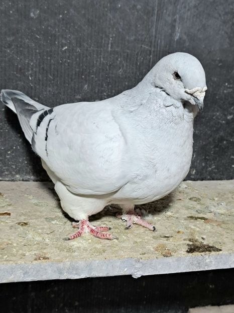  - VOIAJOR ROMANESC DE FRUMUSETE FEMELE