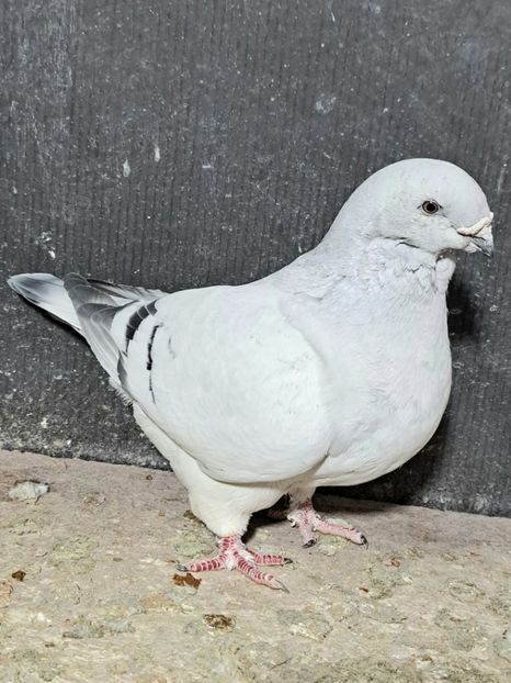  - VOIAJOR ROMANESC DE FRUMUSETE FEMELE