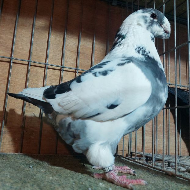 2022 - femele agh 2026