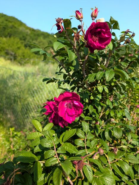 PXL_20250607_055118495 - Rotes Phaenomen