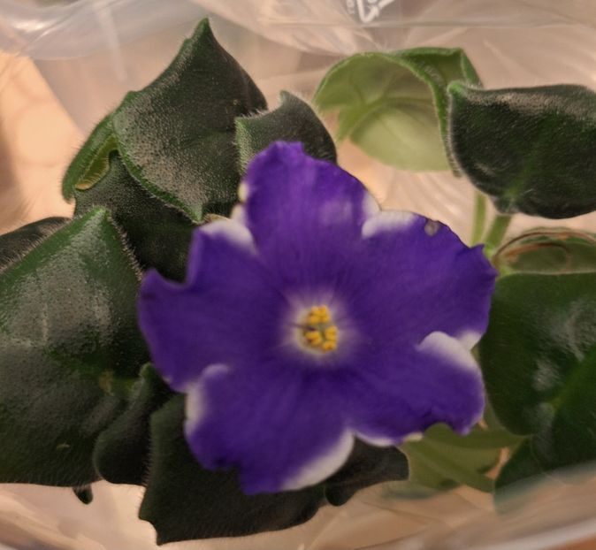  - STD-Iarkie Ciuvstva