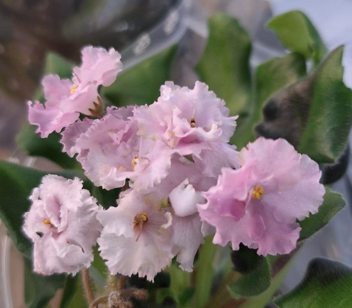  - IMP s Graffiti Party