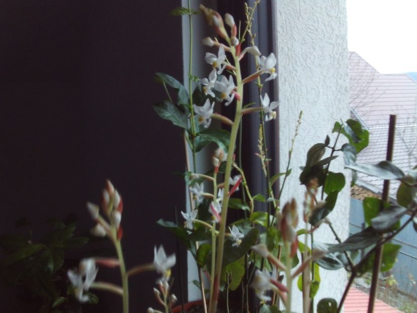 Ludisia,o splendoare greu de surprins... - 2025