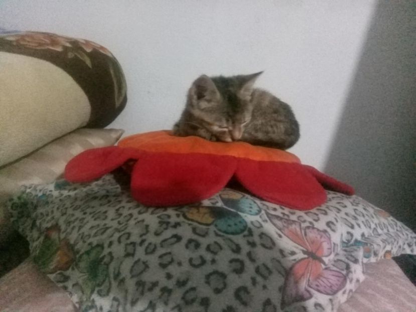 Messenger_creation_6F14DB4E-8111-4F67-9ECE-227F31B4347A - ADRIANA Ionysss42 poze Cool 2025 Winter!