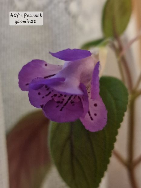 27.12.2025 - Sinningia HCYs Peacock