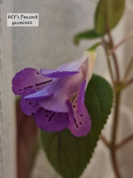 27.12.2025 - Sinningia 2o25