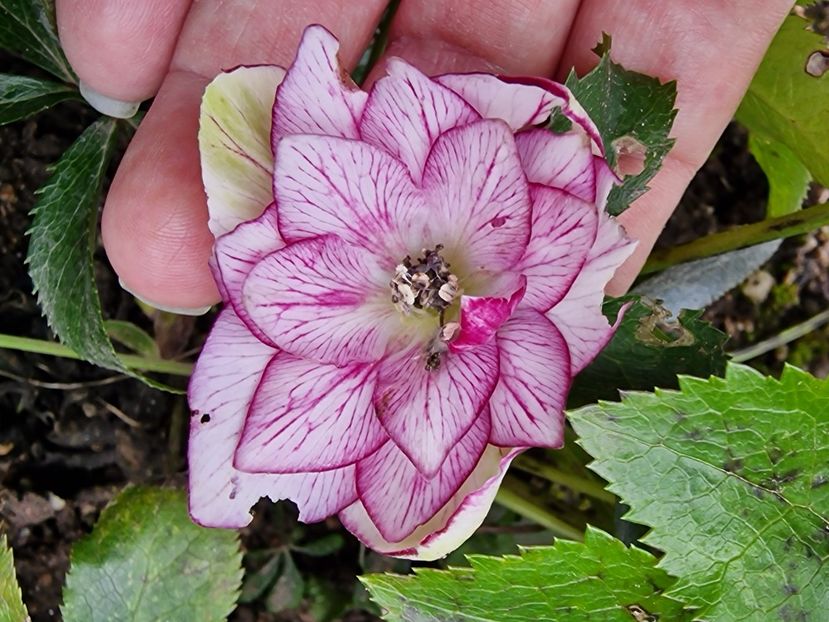  - Z- Căciun fericit și La mulți ani