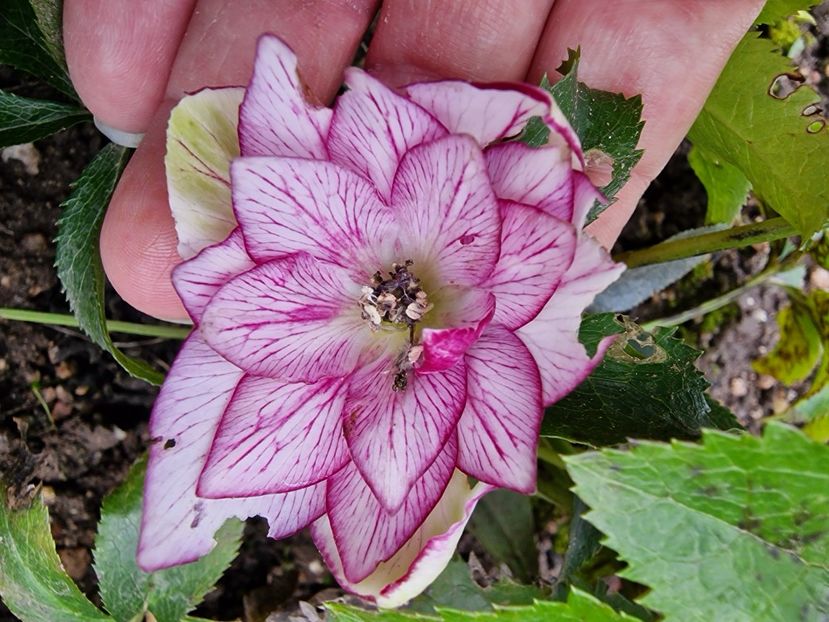  - 1 Achiziție nouă