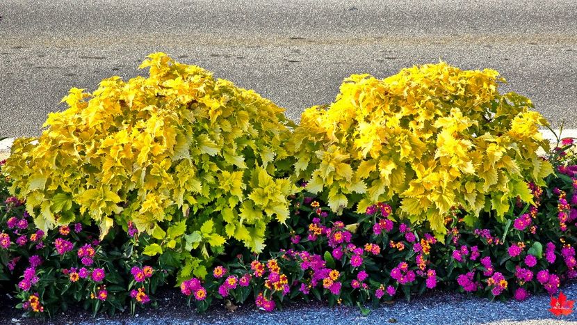 Street Flowers in Gatineau,QC - E - FLOWERS - Flori