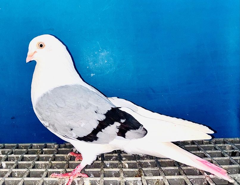 5045  mascul  2025 - Jucători de Galați