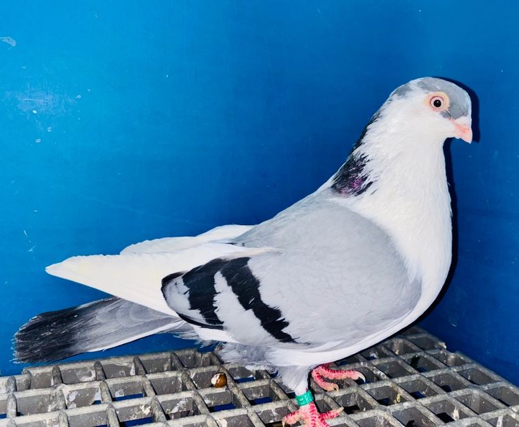 5195  mascul  2025 - Jucători de Galați