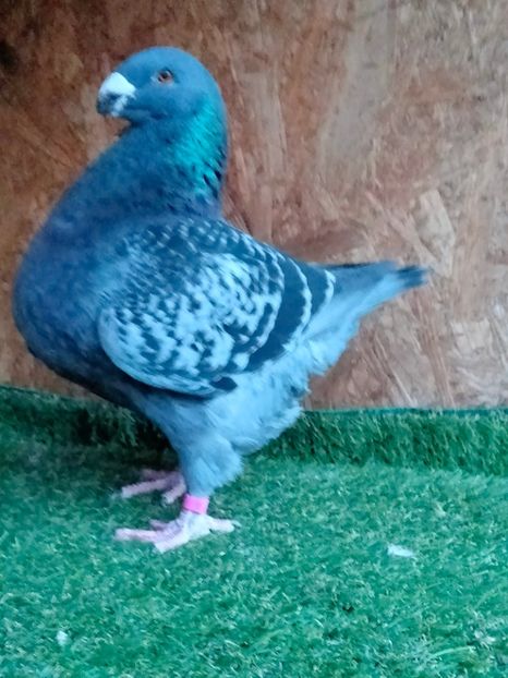 IMG20251230163807 - MATCĂ MASCULI AGH 2026