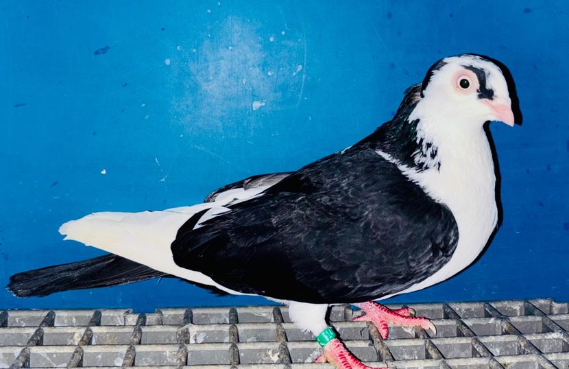 5140  femelă  2025 - Jucători de Galați