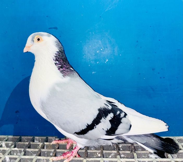 13358  mascul  2024 - Jucători de Galați