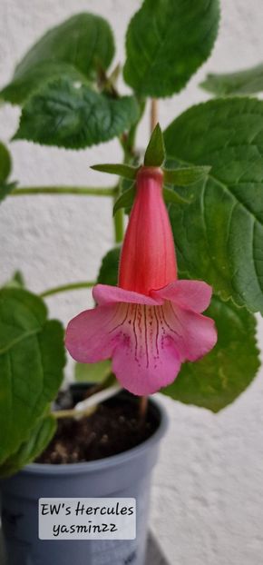 8.09.2025 - Sinningia EWs Hercules