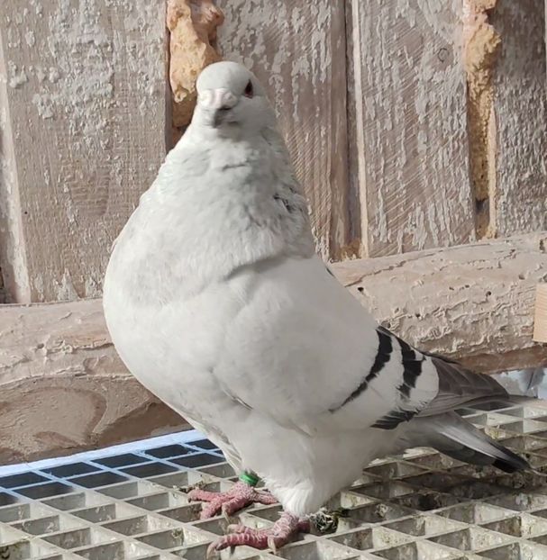 5 - c- MLODE 2025 YOUTH