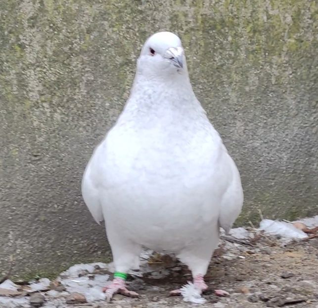 25 - c- MLODE 2025 YOUTH