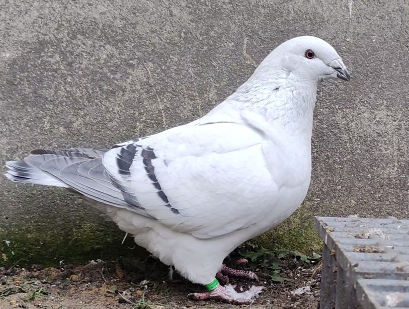 25 - c- MLODE 2025 YOUTH