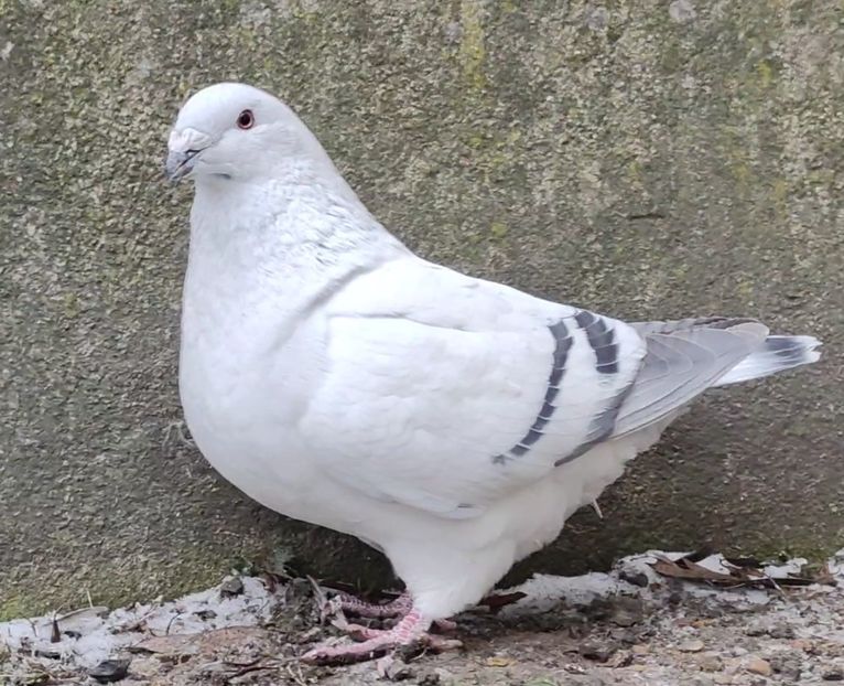 25 - c- MLODE 2025 YOUTH