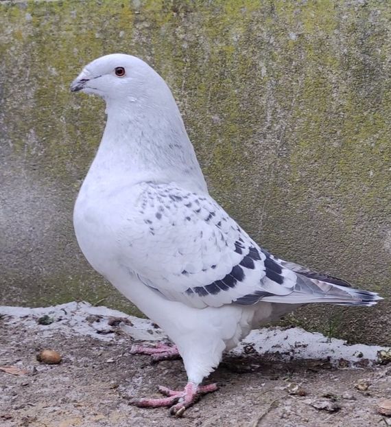 30 - c- MLODE 2025 YOUTH