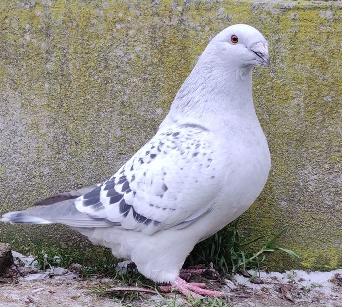 30 - c- MLODE 2025 YOUTH