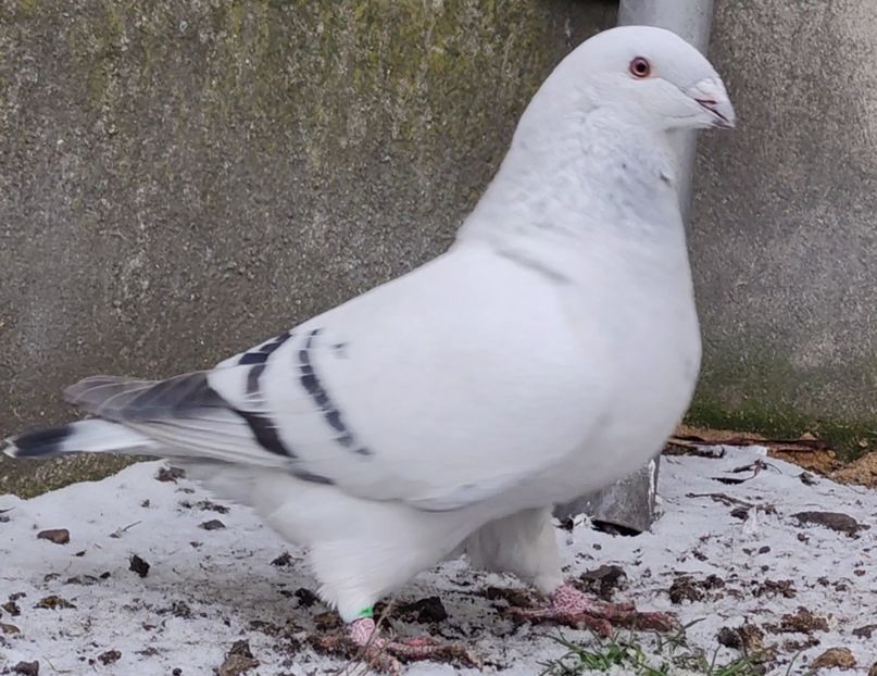 37 - c- MLODE 2025 YOUTH