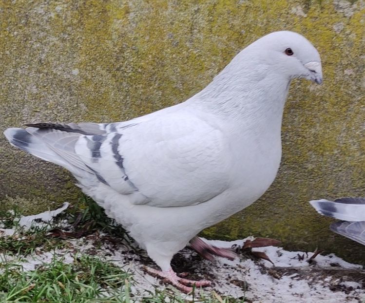 44 - c- MLODE 2025 YOUTH