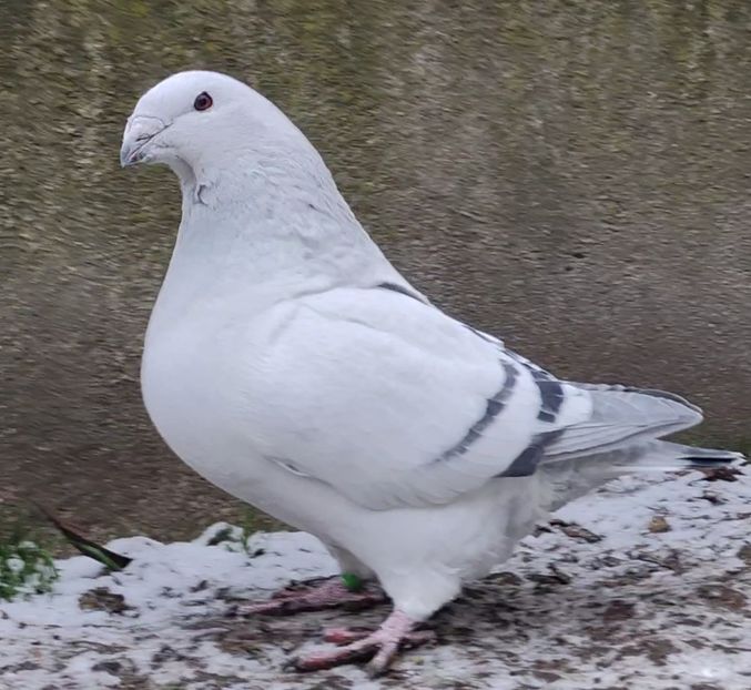 33 - c- MLODE 2025 YOUTH