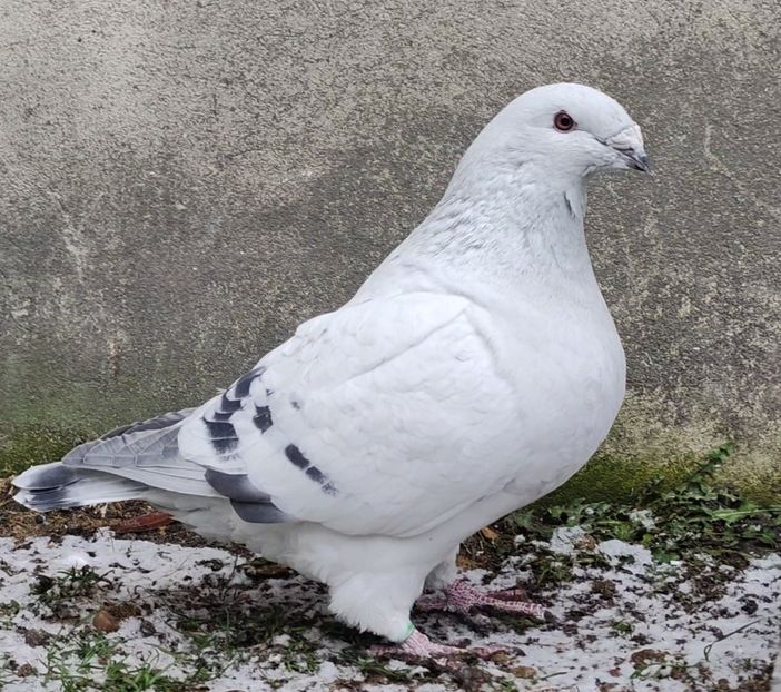 35 - c- MLODE 2025 YOUTH