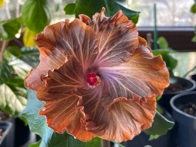  - Moorea Green Gold Pearl