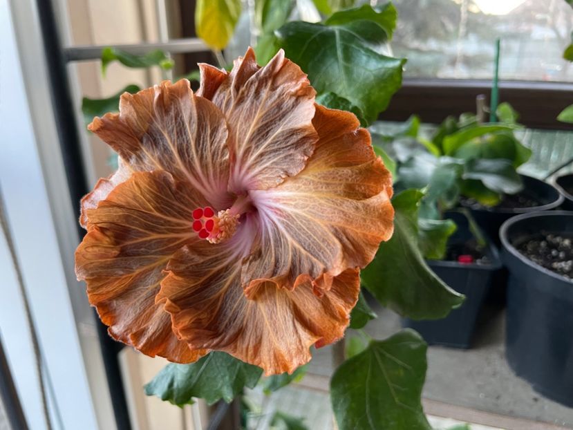  - Moorea Green Gold Pearl