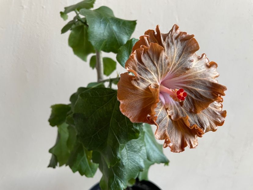  - Moorea Green Gold Pearl