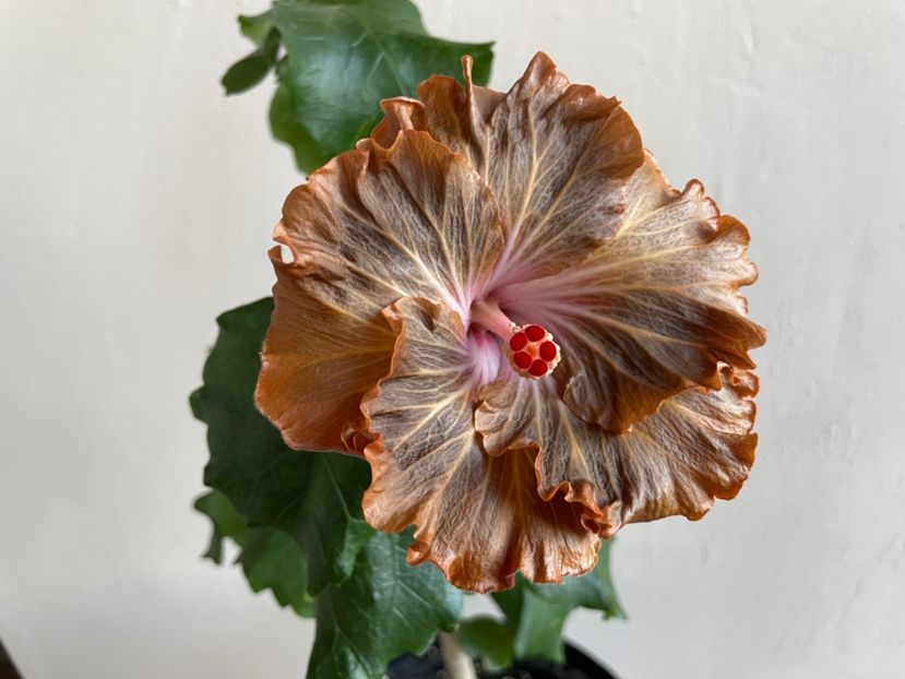  - Moorea Green Gold Pearl