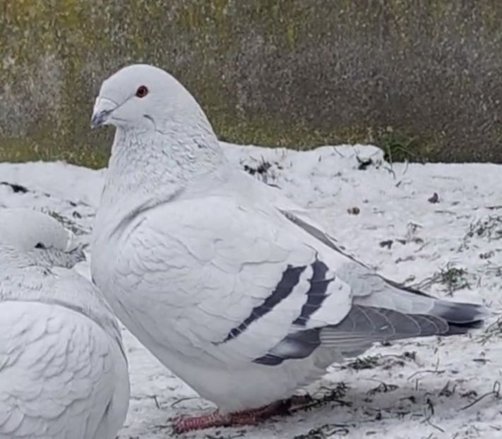 10 - c- MLODE 2025 YOUTH