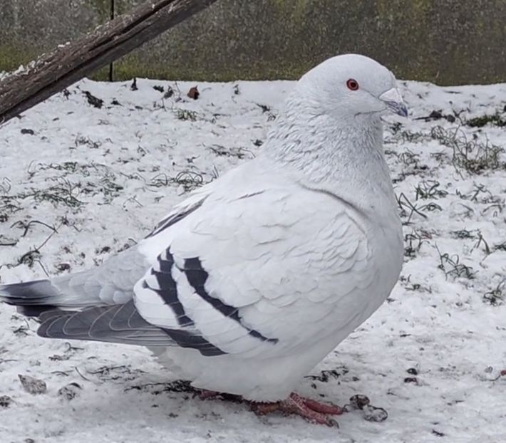 10 - c- MLODE 2025 YOUTH