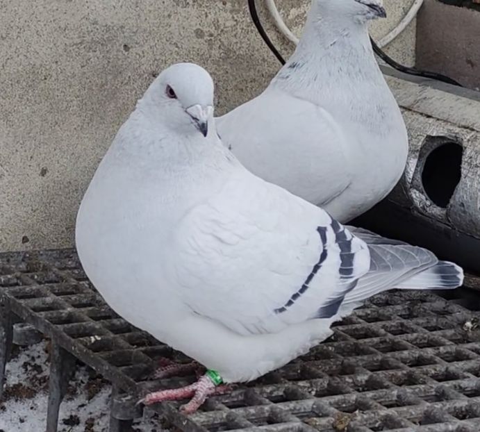 24 - c- MLODE 2025 YOUTH