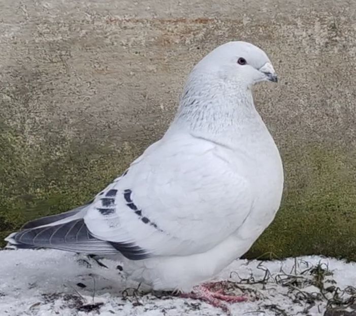 22 - c- MLODE 2025 YOUTH